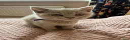 British Shorthair cats for sale: British Shorthair and Golden Shaded Torbie - Advert 5