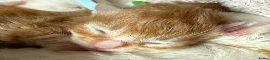 Maine Coon Kitten 1