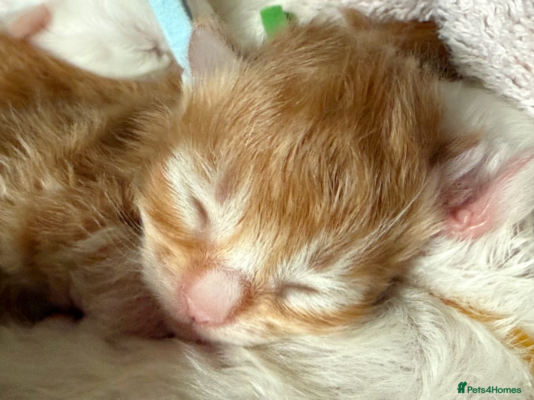 Maine Coon cats for sale: ANDERPRIDE HAVE KITTENS- INTEREST  OPEN  - Image 33