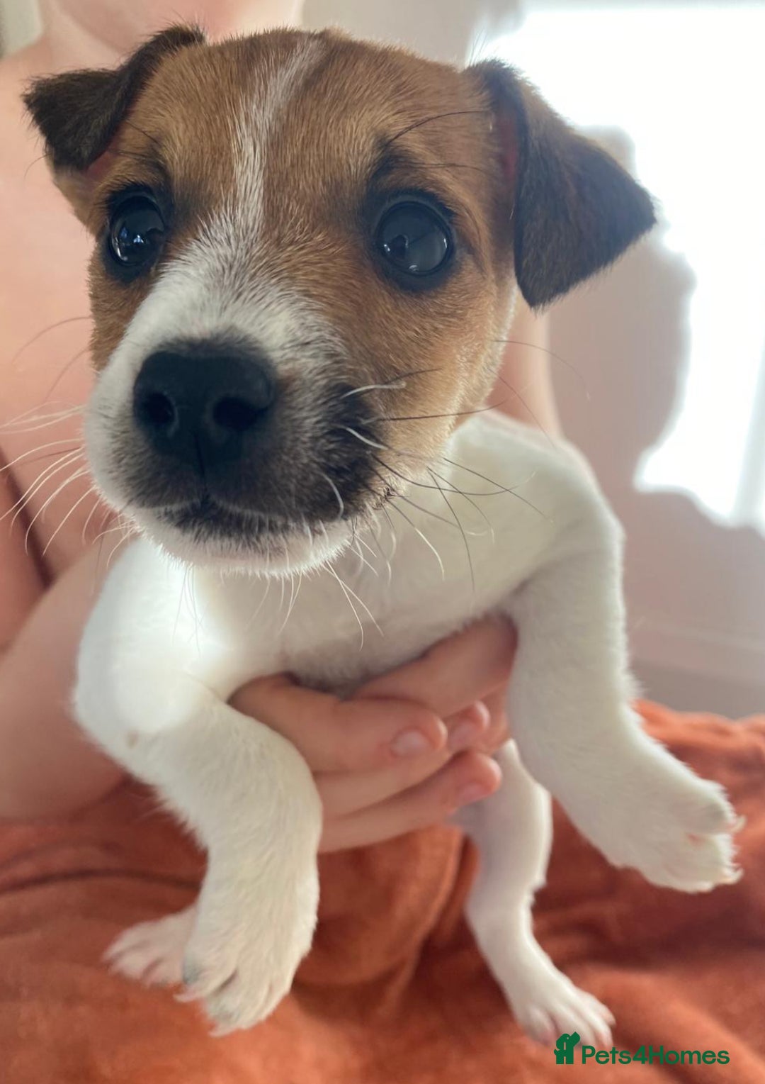 Jack Russell dogs for sale: Jack Russell pups  - Image 6