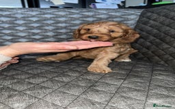 Cockapoo dogs for sale: 6 cockapoo F1 puppies seeking their forever homes - Advert 19