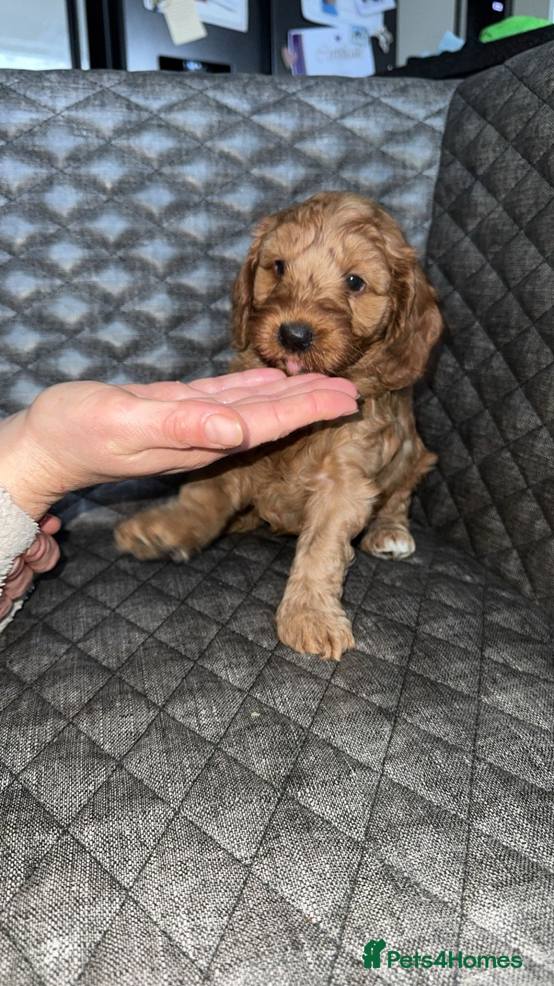 Cockapoo dogs for sale: 6 cockapoo F1 puppies seeking their forever homes - Advert 19