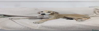 Sammy