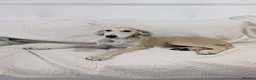 Saluki dogs for sale: Stunning Saluki Boy - Advert 3
