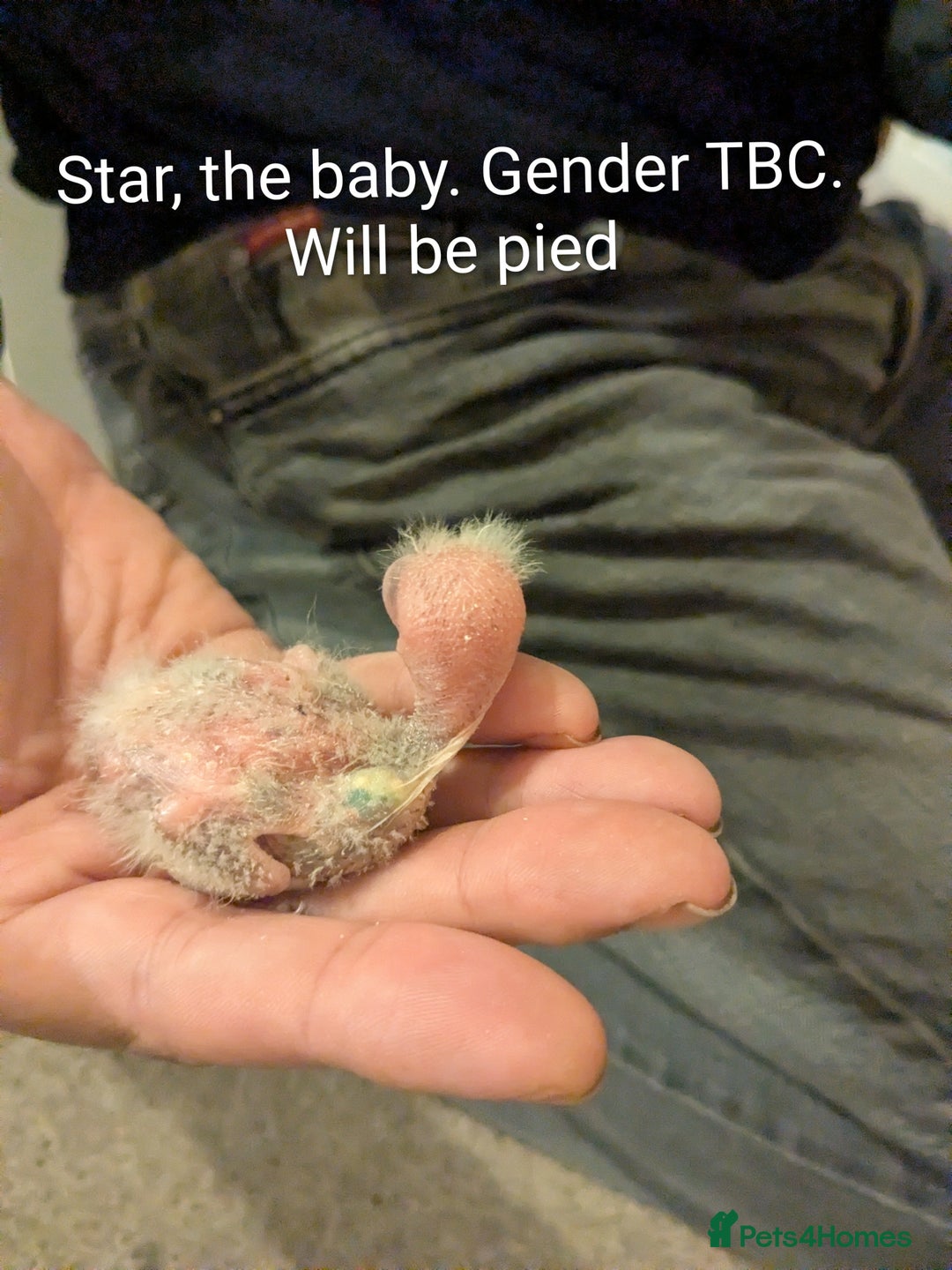 Parakeets birds for sale: Hand reared baby kakarikis - Advert 6