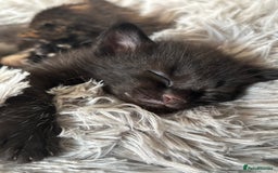 Maine Coon cats for sale: 5 bengal/maine coon kittens - Image 12
