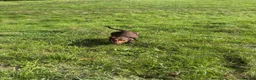 Mixed Breed dogs for sale: Dachshund mix - Advert 5