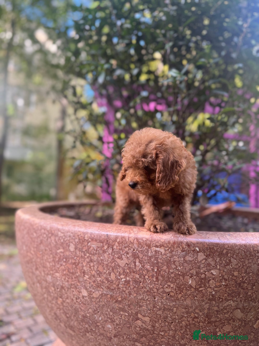 Toy Poodle dogs for sale: Adorable Toy Poodle Puppies  - Image 19