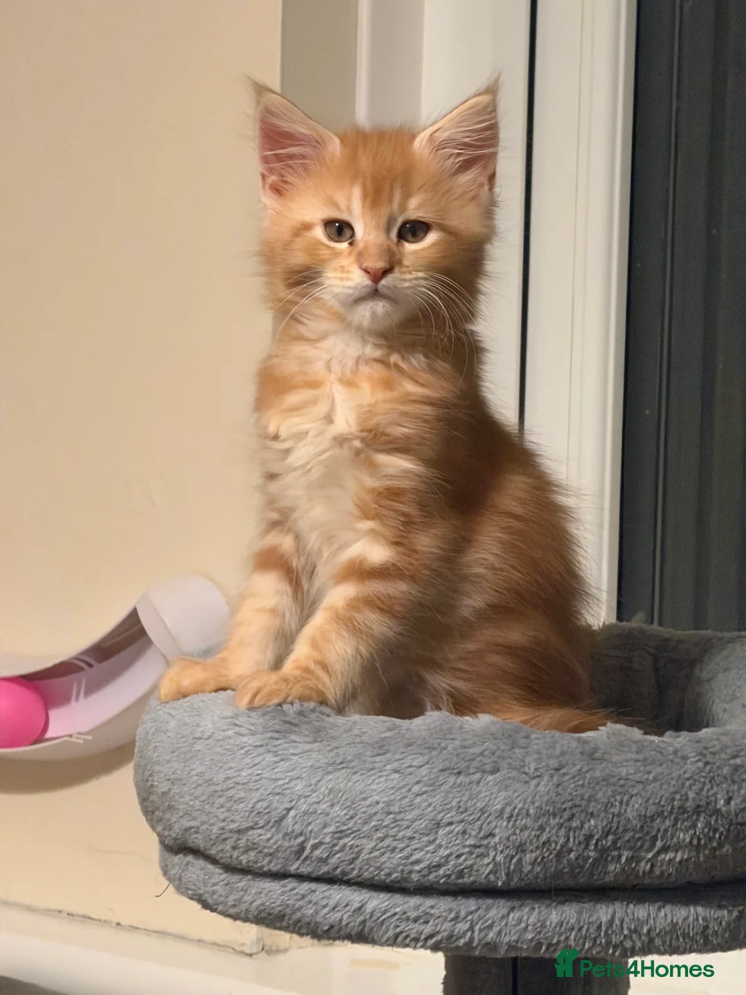 Maine Coon cats for sale: 5 Beautiful Mainecoon Kittens ❤️  - Advert 27