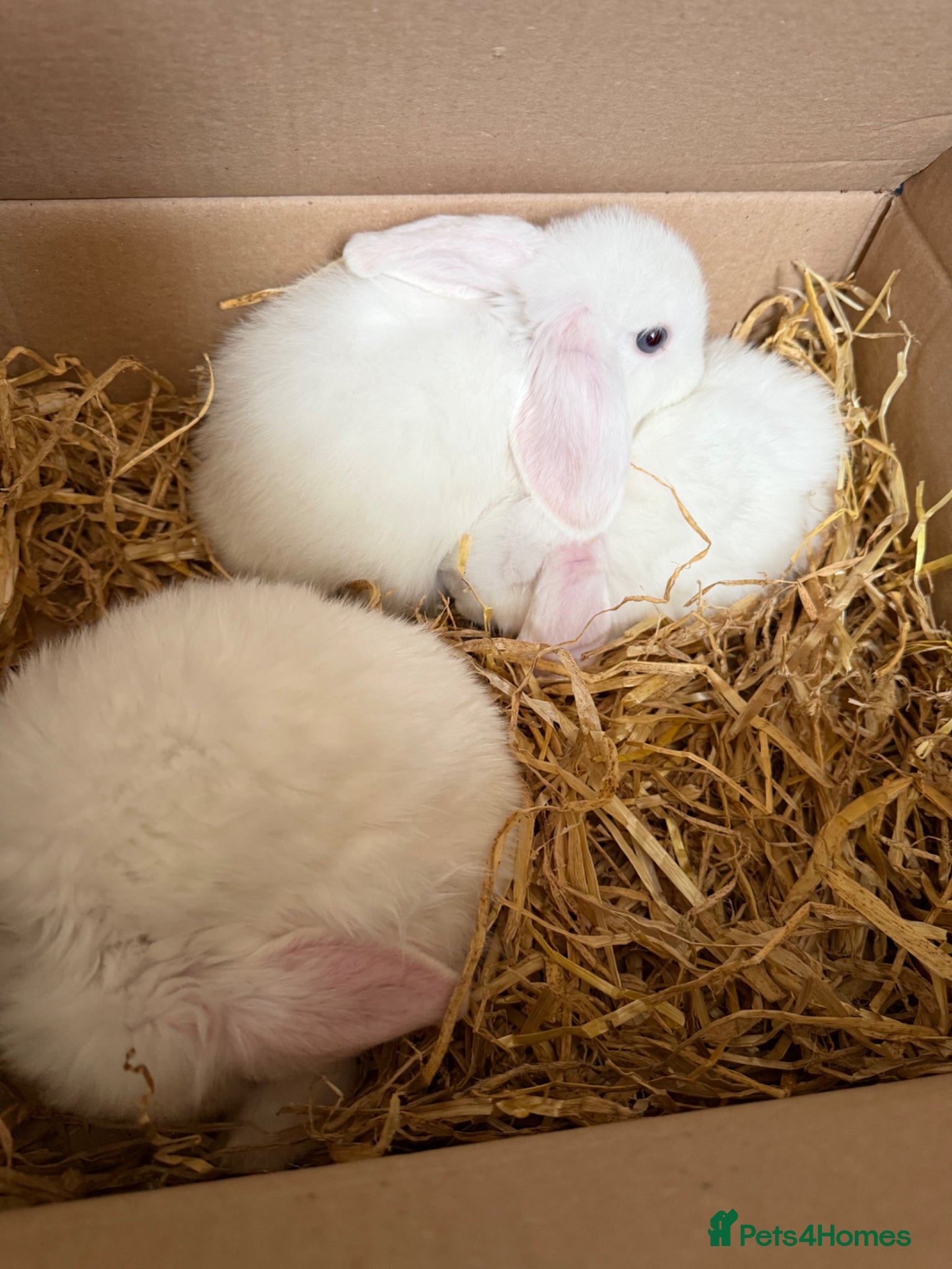 Mini Lop rabbits Pure bred mini lops  - Advert 6