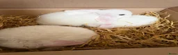 Mini Lop rabbits for sale: Pure bred mini lops  - Advert 1