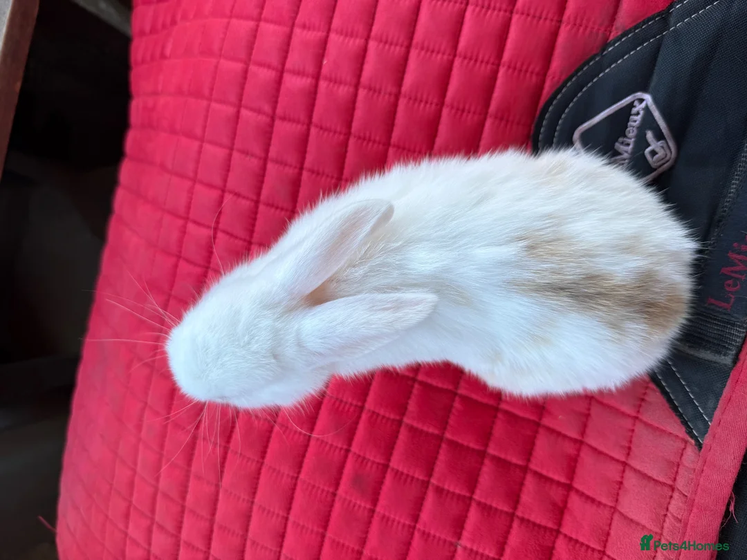 Mini Lop rabbits for sale: Mini lop bunnies  - Advert 2