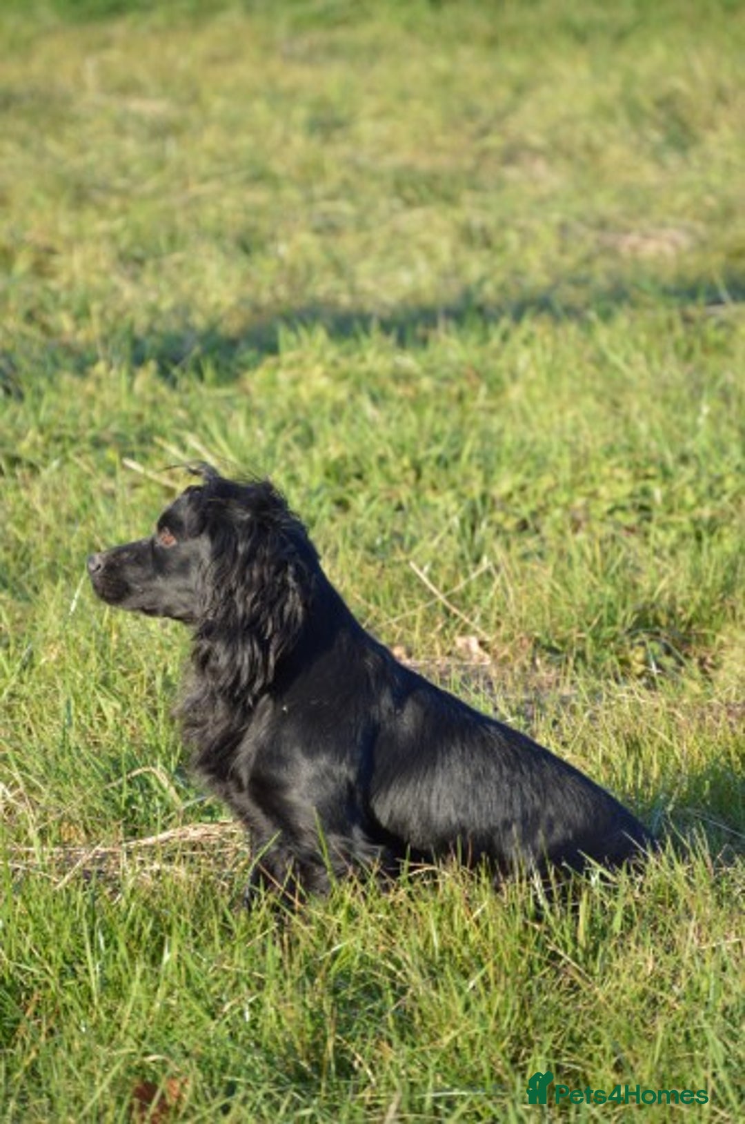 Cocker Spaniel dogs for stud: Fully Health Tested Black Cocker spaniel stud dog in Alton - Image 2