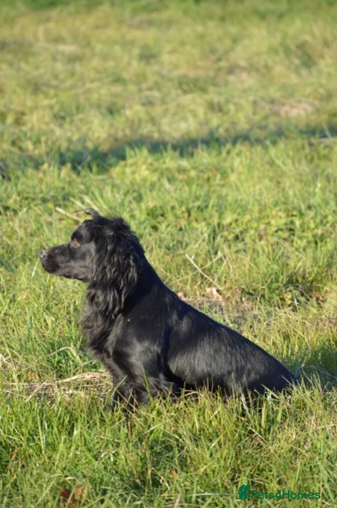 Cocker Spaniel dogs for stud: Fully Health Tested Black Cocker spaniel stud dog in Alton - Advert 2