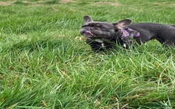 French Bulldog dogs for sale: 🐾 Adorable French Bulldog Puppies for Sale 🐾 - Image 4