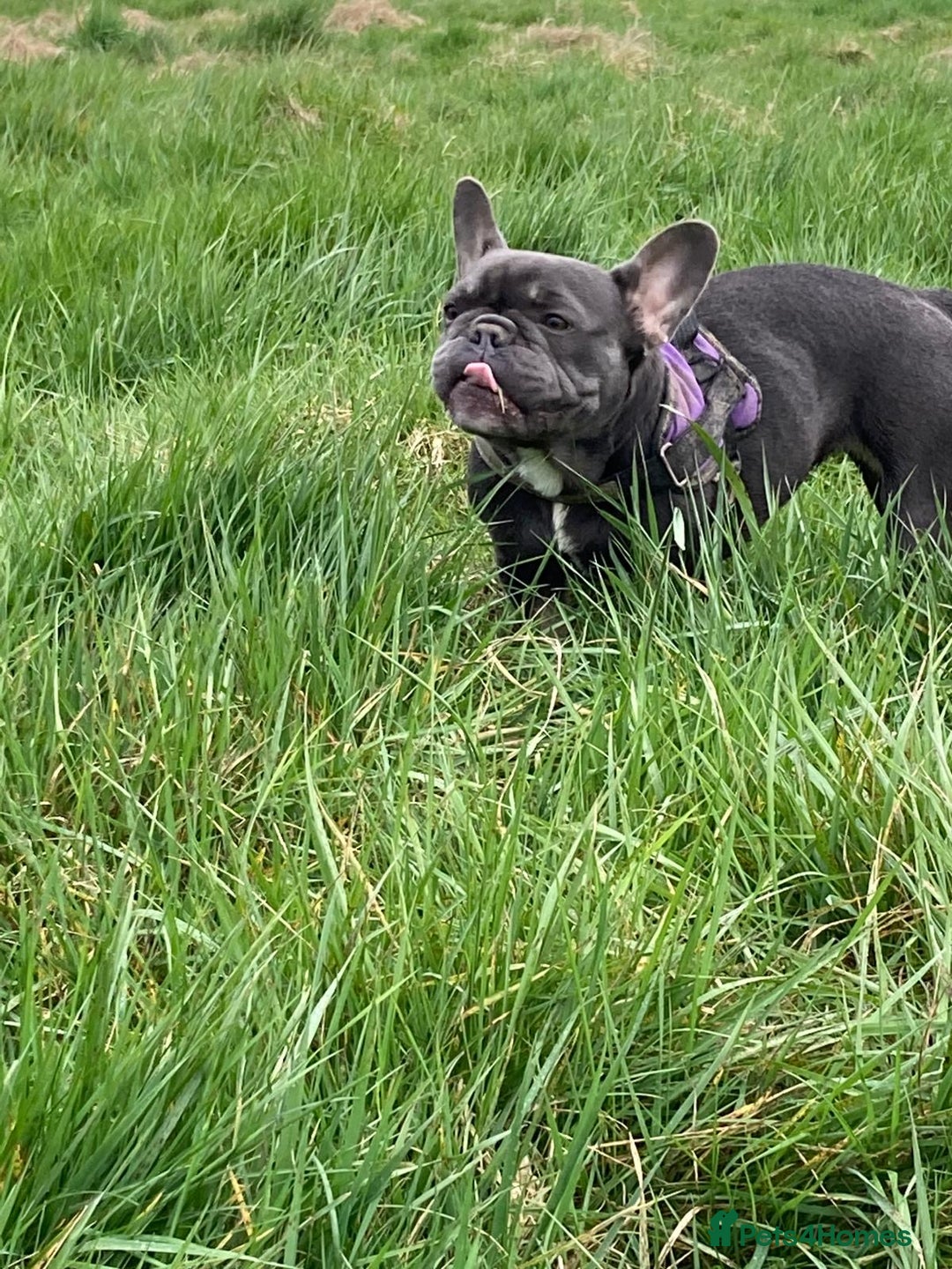 French Bulldog dogs for sale: 🐾 Adorable French Bulldog Puppies for Sale 🐾 - Image 4