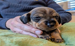 Dachshund dogs for sale: Standard Wirehaired Dachshund Puppies - Image 23