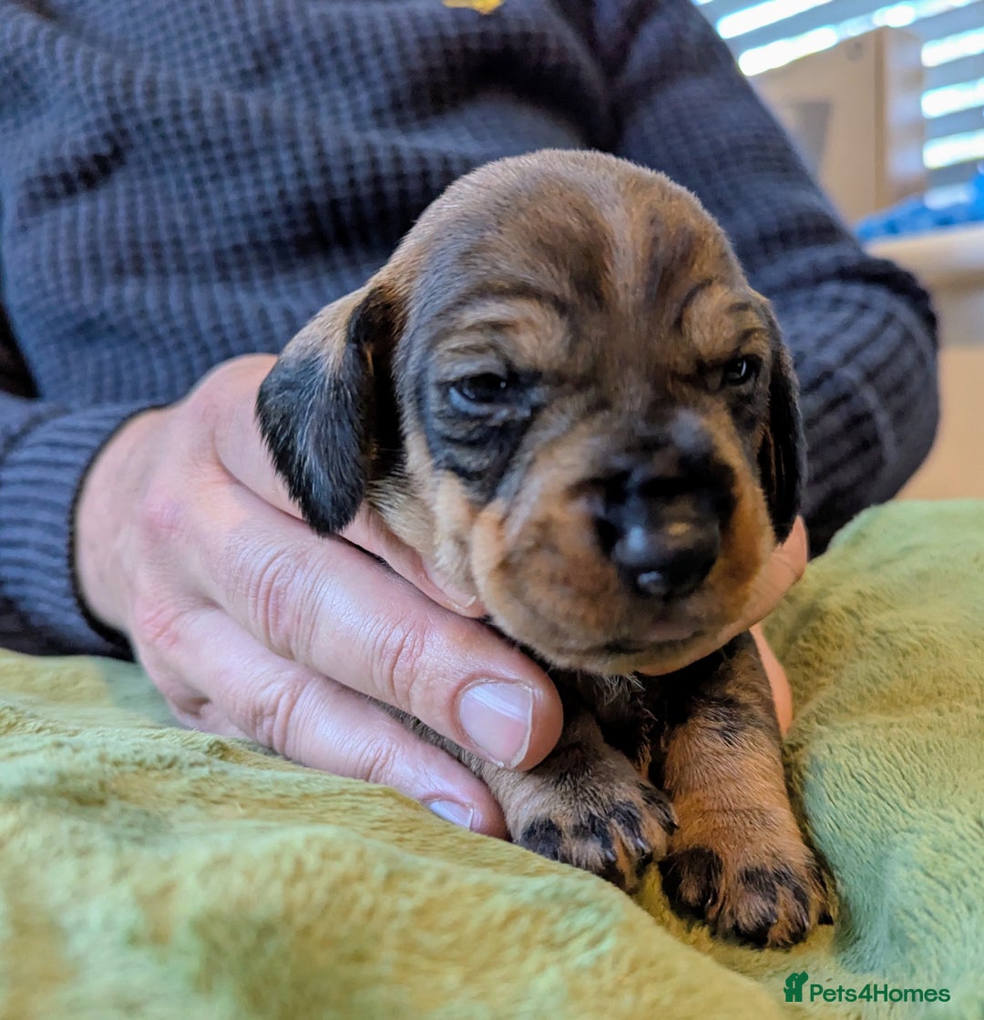 Dachshund dogs for sale: Standard Wirehaired Dachshund Puppies - Image 23