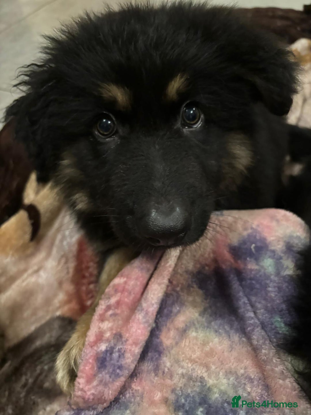 German Shepherd dogs for sale: 2 German Shepard boys  - Advert 13