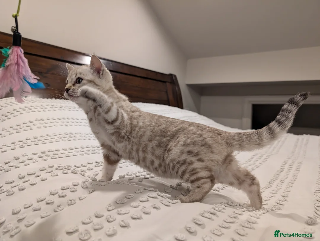 Bengal cats for sale: 🤍🩶 Stunning Snow Bengal Kittens 🩶🤍 - Advert 11