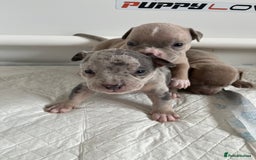 American Bull Staffy dogs for sale: 10 pocket bully - Advert 21