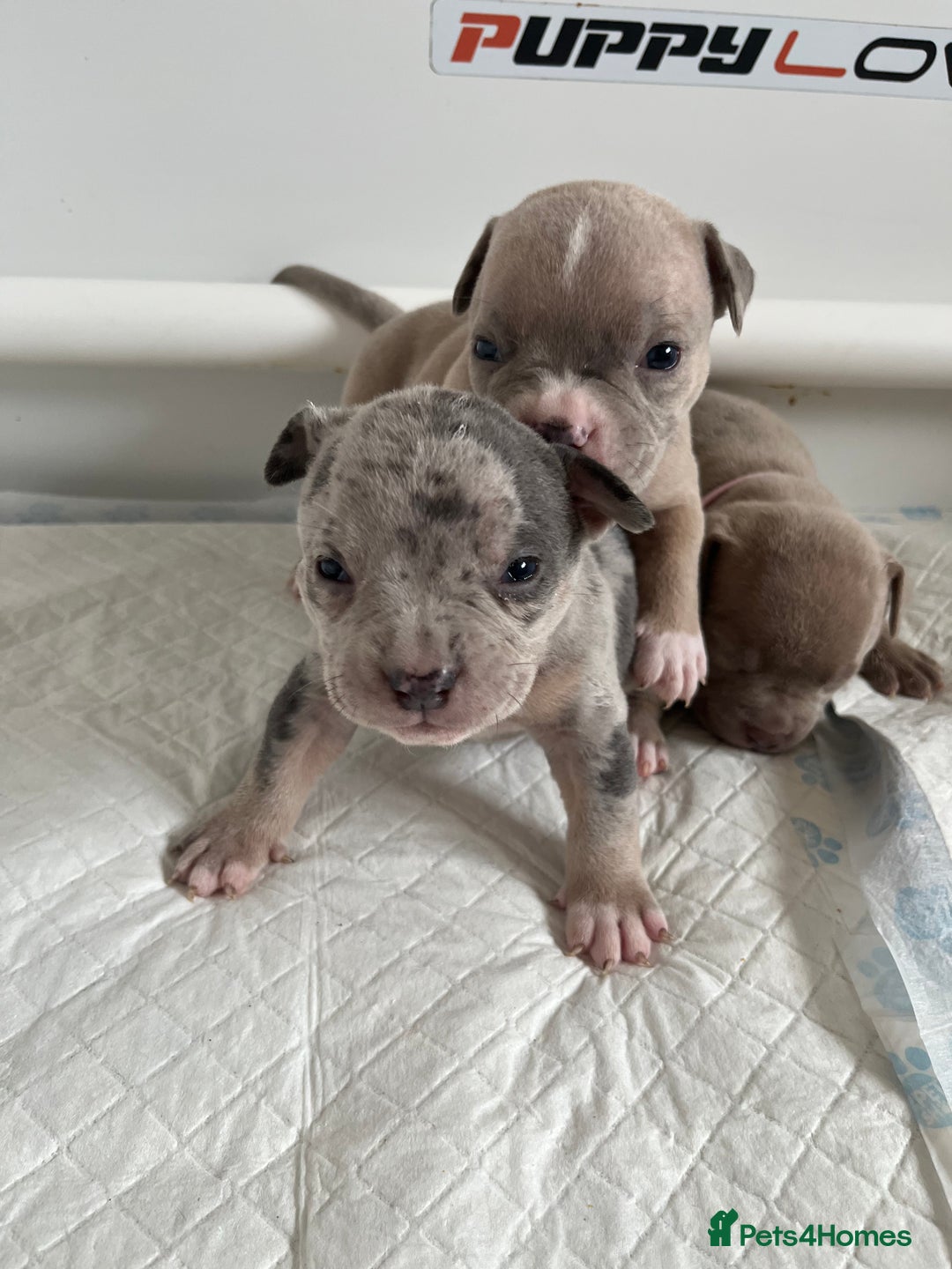 American Bull Staffy dogs for sale: 10 pocket bully - Advert 21