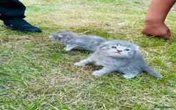 Scottish Fold cats for sale: Adorable Kittens Looking for Their Forever Homes🐾 - Image 2