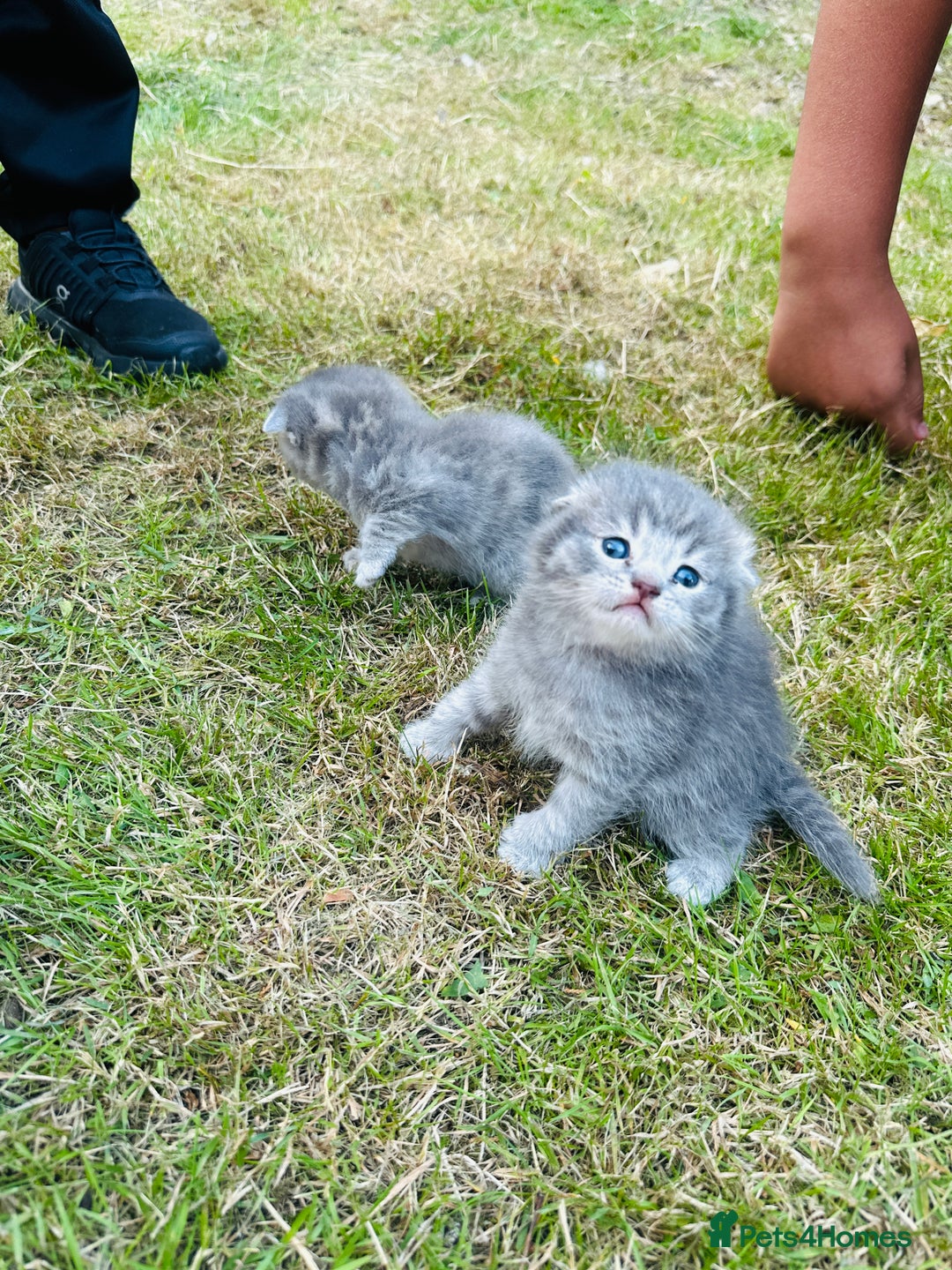 Scottish Fold cats for sale: Adorable Kittens Looking for Their Forever Homes🐾 - Image 2