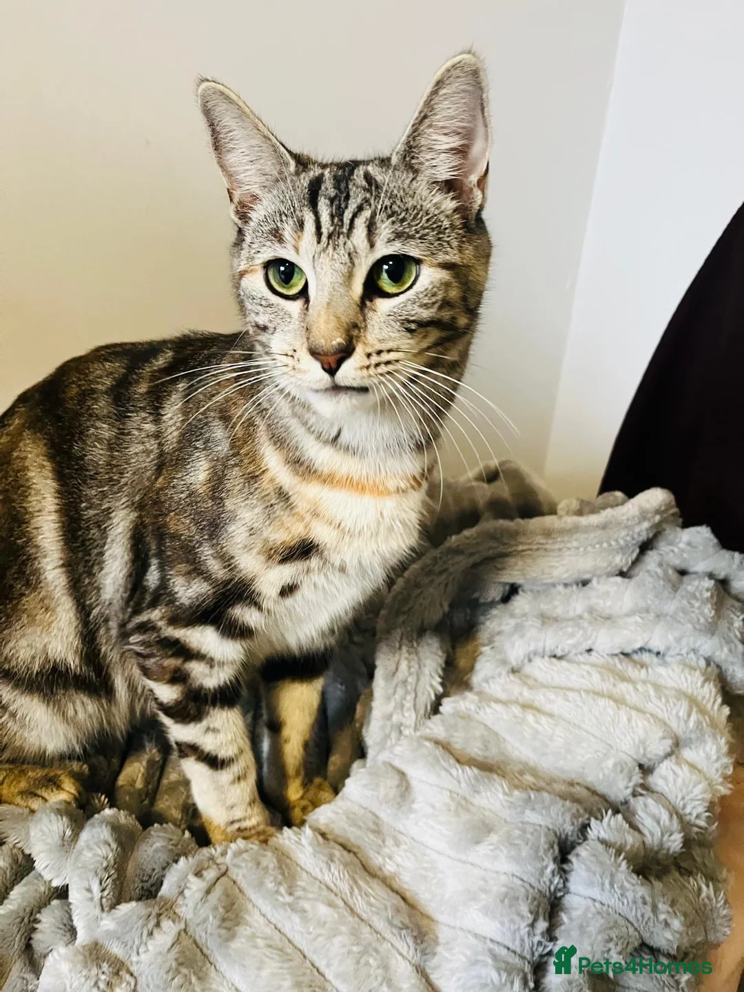 Mixed Breed cats for sale: beautiful kittens Mum is bengal/Maine coone cross  - Advert 2