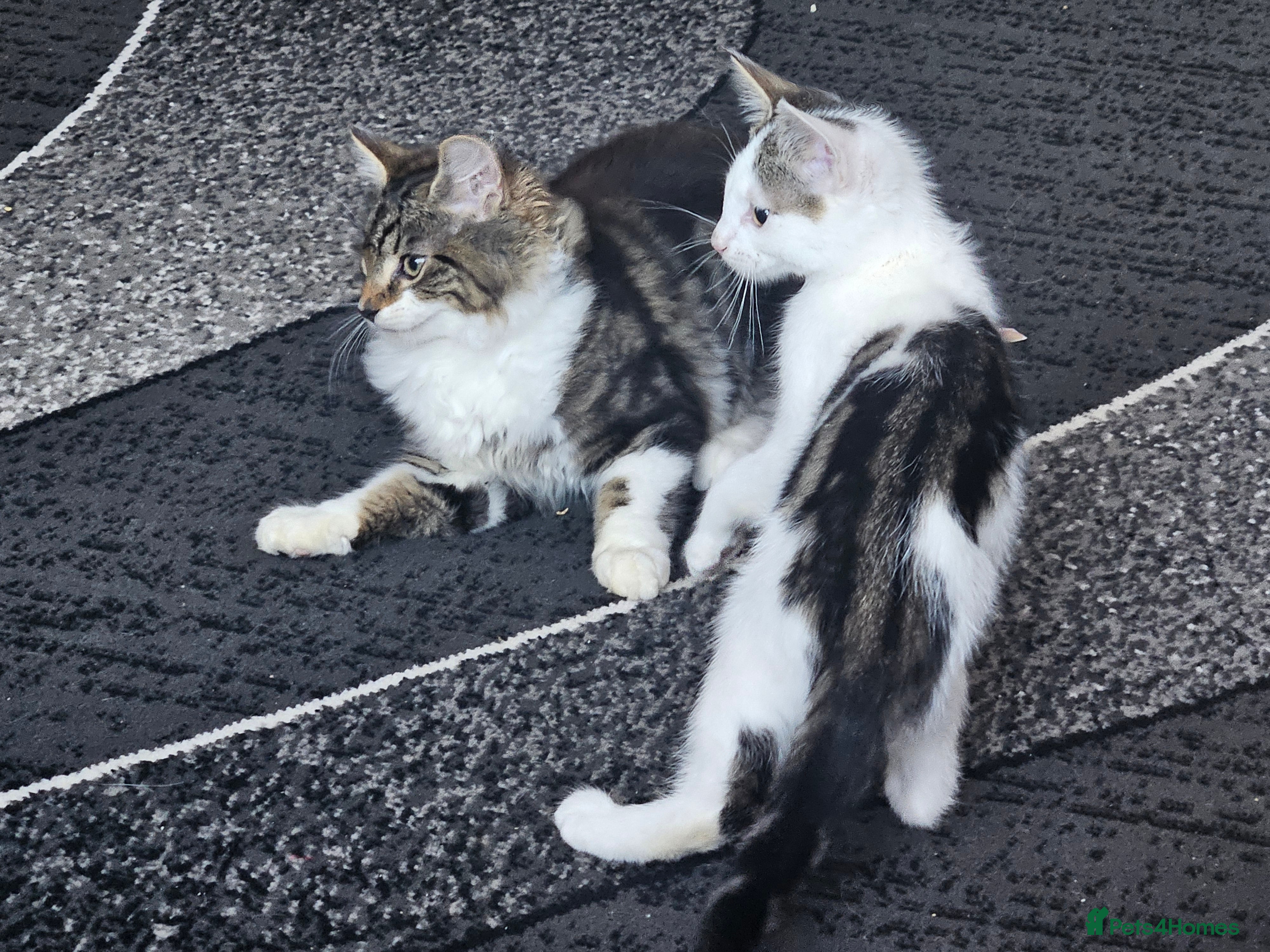 Mixed Breed cats ​🐾 Precious Bottle-Fed & Hand-Raised Kittens ❣️ - Advert 3