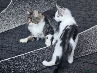 Mixed Breed cats 🐾 Precious Bottle-Fed & Hand-Raised Kittens ❣️ - Advert 3