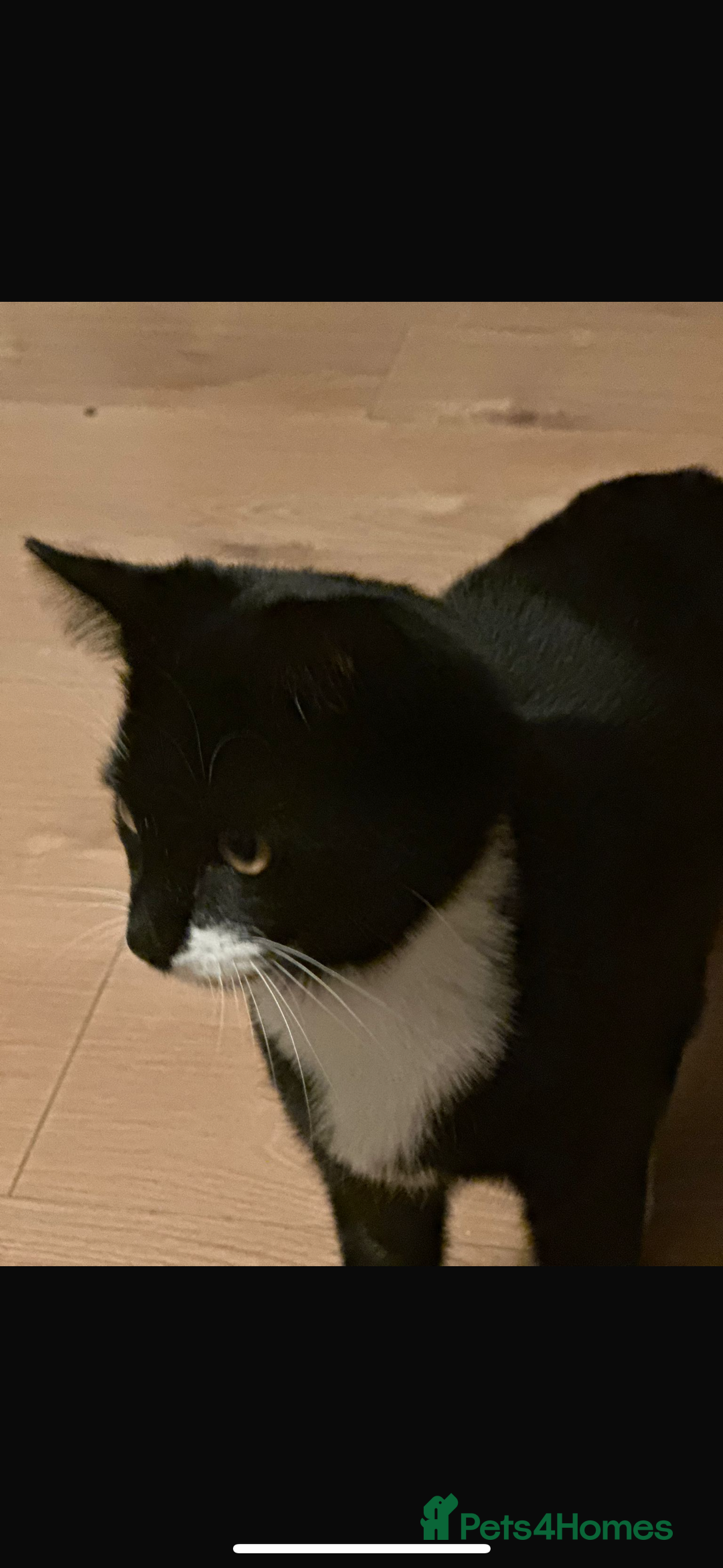 Bombay cats for sale: 2 beautiful boys 🫶🏼 - Advert 3