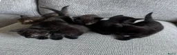 British Shorthair cats for sale: 6 adorable kittens - Advert 12