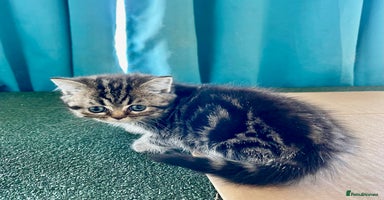 British Shorthair cats - Advert 6