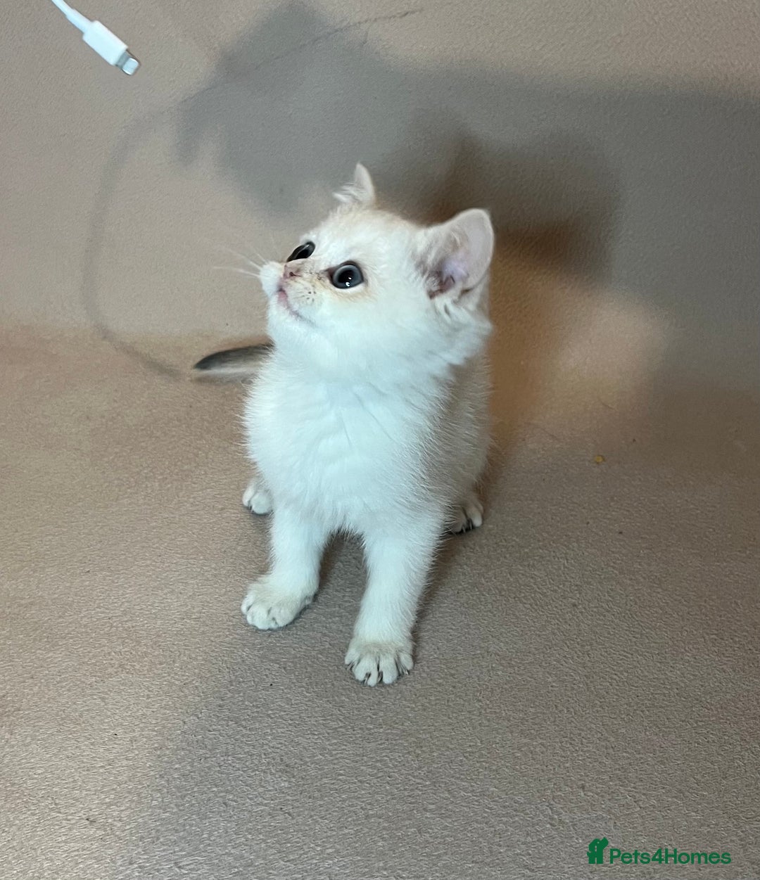 British Shorthair cats for sale: 🐾 Pure BSH Kittens 🐾  - Advert 27