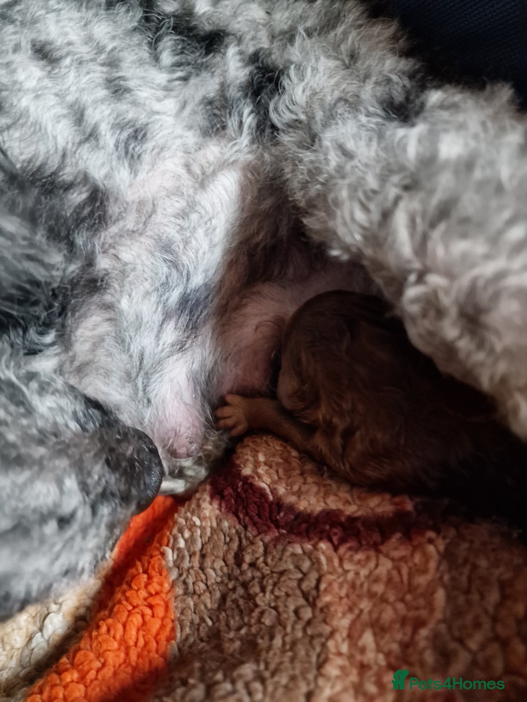 Cockapoo dogs for sale: Apricot coloured cockapoo boy - Advert 24