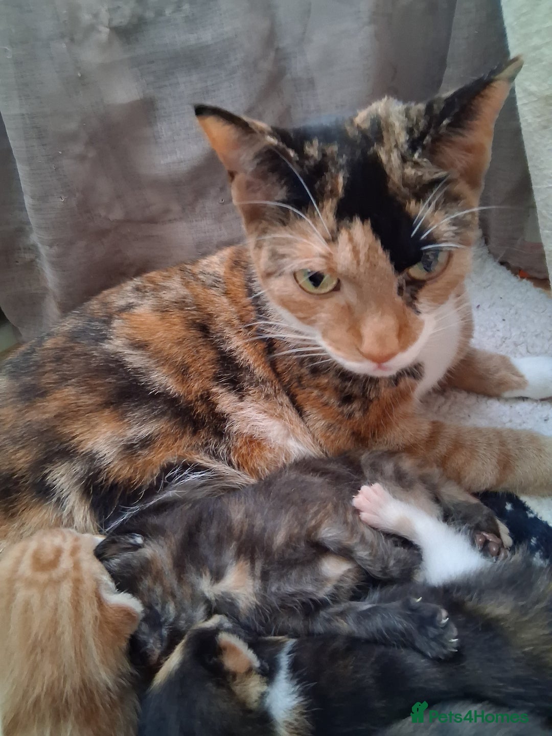 Mixed Breed cats for sale: 3 8 week old kittens for sale. - Image 7