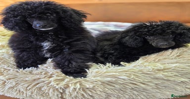Toy Poodle dogs - Advert 5