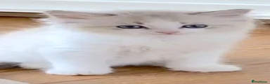 Ragdoll 3