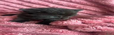 Mixed Breed Kitten 3