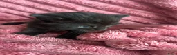 Mixed Breed cats for sale: 3 kitten  - Advert 2