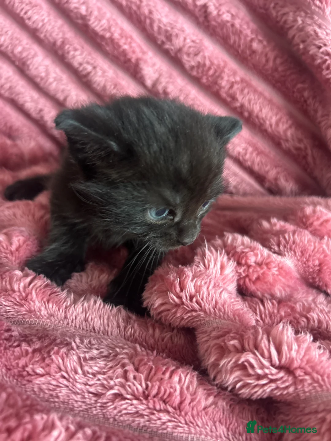 Mixed Breed cats for sale: 3 kitten  - Advert 2