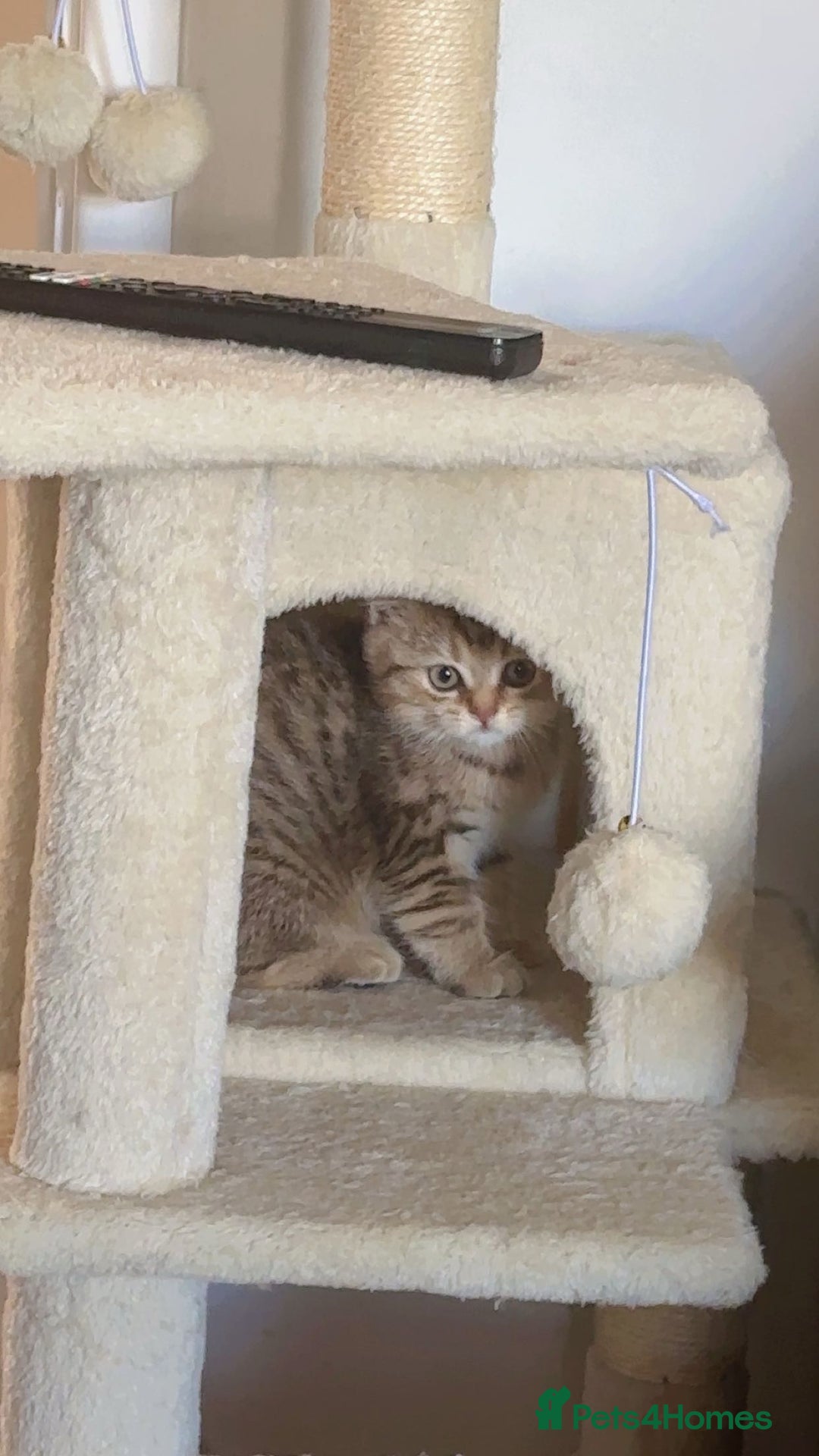 British Shorthair cats for sale: BSH beautiful kittens for sale  in Wigston - Image 16