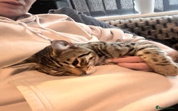 Savannah cats for sale: African bloodline, savanna kittens - Image 4