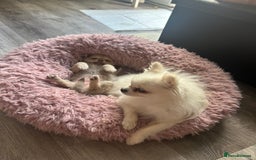 Chihuahua dogs for sale: READY NOW chihuahua x Pom puppies  - Image 20