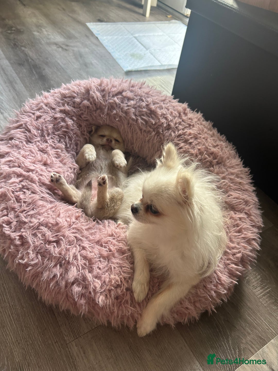 Chihuahua dogs for sale: READY NOW chihuahua x Pom puppies  - Image 20