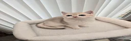 British Shorthair cats for sale: Blue golden chinchila! READY TO GO! - Advert 8