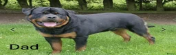 Rottweiler dogs for sale: KC registered Health Tested Puppies  - Advert 16