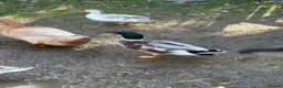Ducks poultry for sale: Mixture of ducks  - Advert 11
