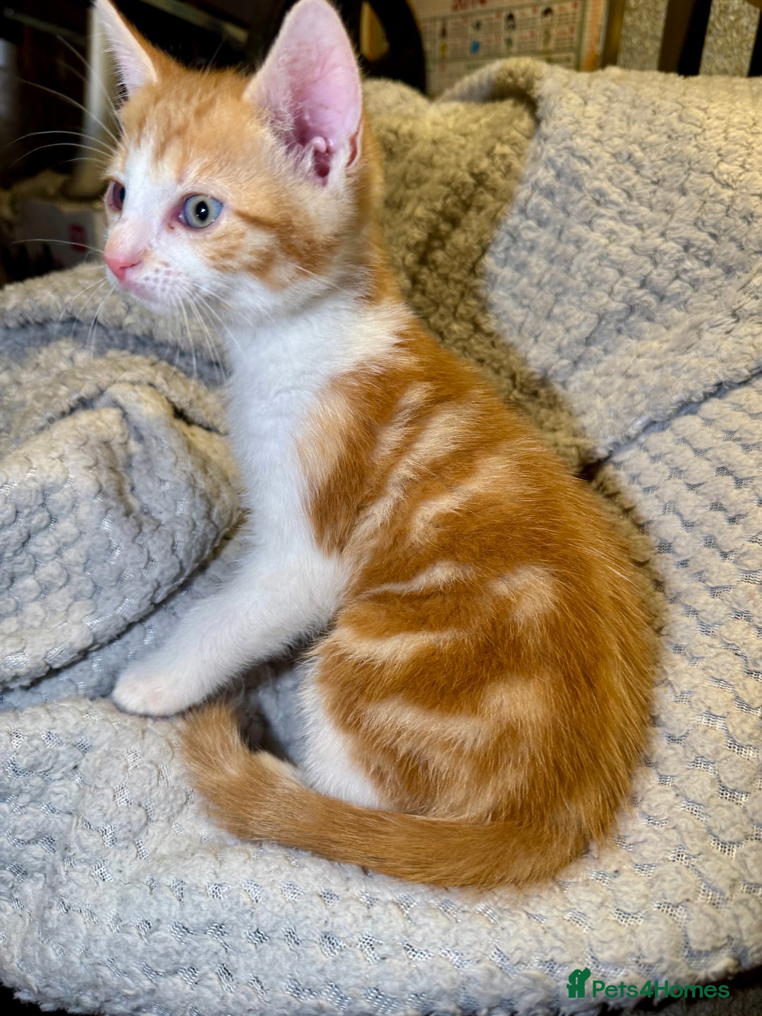 Domestic Shorthair cats for sale: Real life Garfield🤩 - Image 29